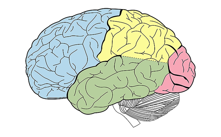 Brain.png